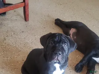 Cane Corso dogs Cane Corso Puppy 4 pink - Ad 32