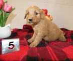 Mini Goldendoodle Puppy 5 Raindrop
