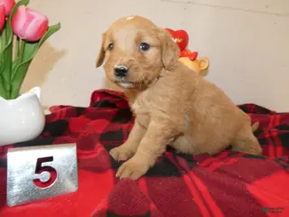 Mini Goldendoodle dogs Mini Goldendoodle Puppy 5 Raindrop - Ad 33