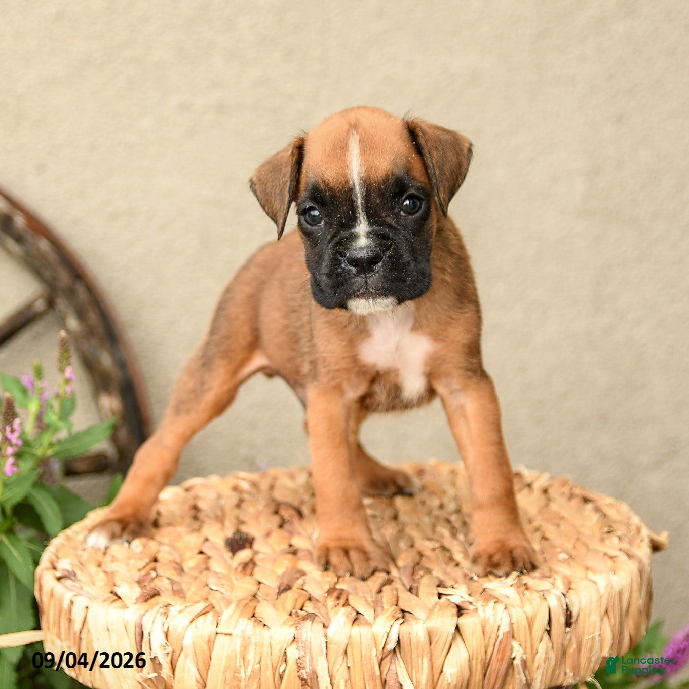 Boxer dogs Briar - Ad 2