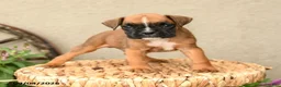 Boxer dogs for sale: Briar - Ad 2
