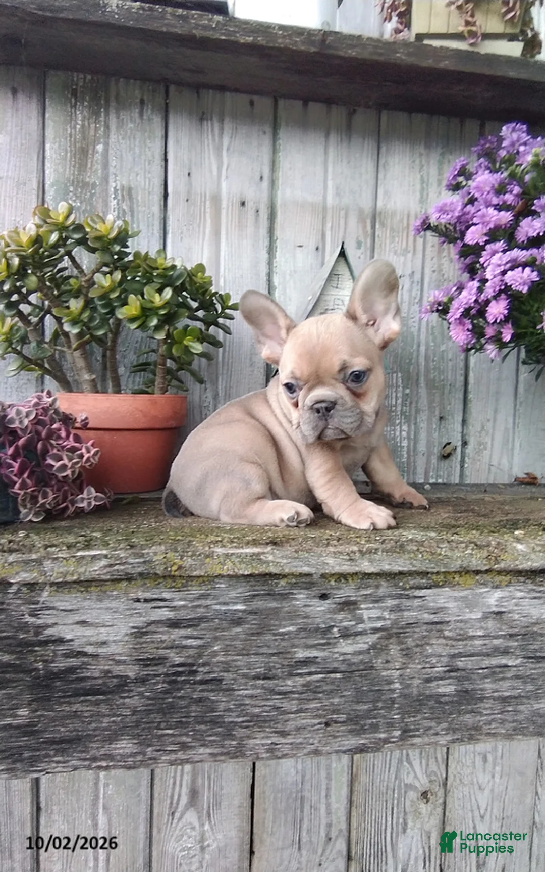 French Bulldog dogs for sale: Jenna - Ad 2