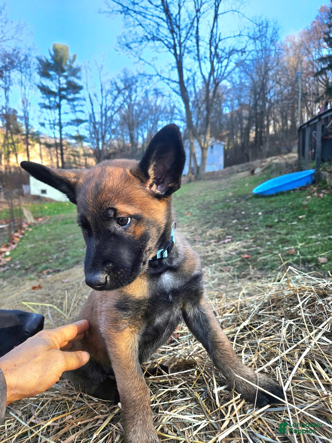 Belgian Malinois dogs for sale: Light Blue - Ad 2