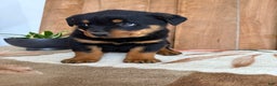 Rottweiler dogs for sale: Leo - Ad 4