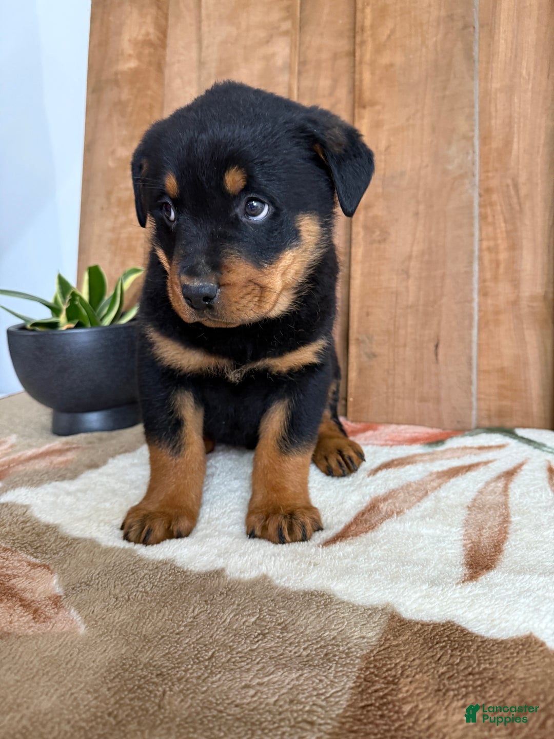 Rottweiler dogs for sale: Leo - Ad 4