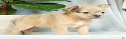 French Bulldog dogs for sale: Avril - Ad 6