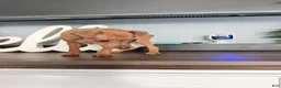 Miniature Pinscher dogs for sale: Miniature Pinscher 3 - Ad 8