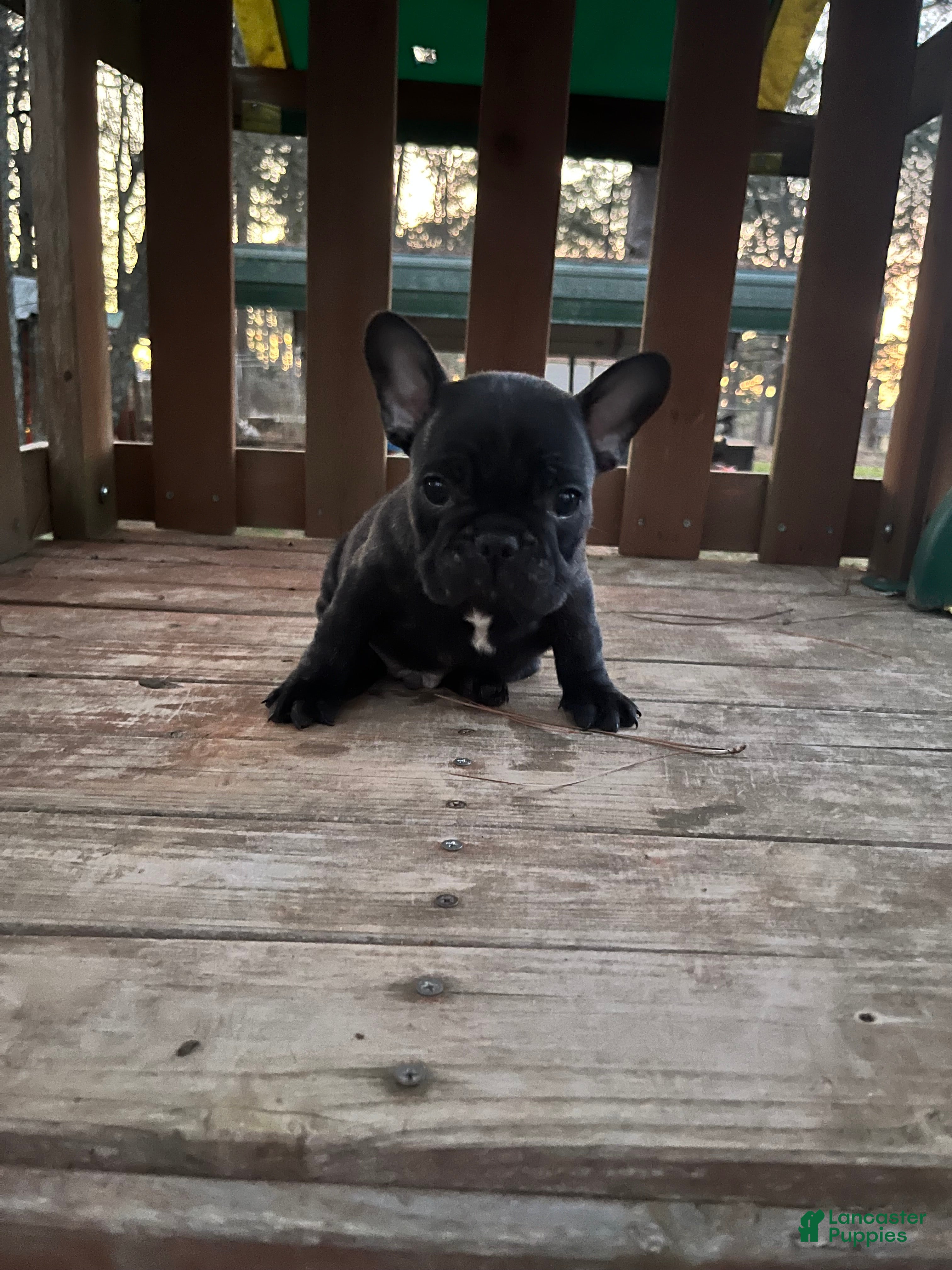 French Bulldog dogs French Bulldog Puppy 1 - Ad 16