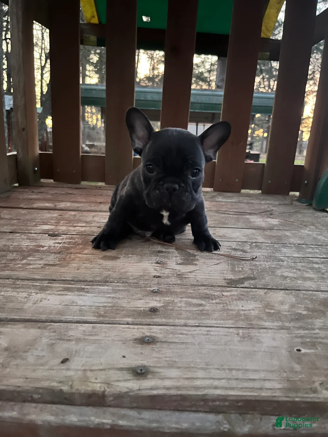 French Bulldog dogs for sale: French Bulldog Puppy 1 - Ad 1