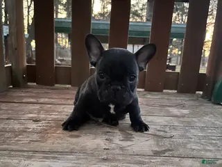 French Bulldog dogs French Bulldog Puppy 1 - Ad 16