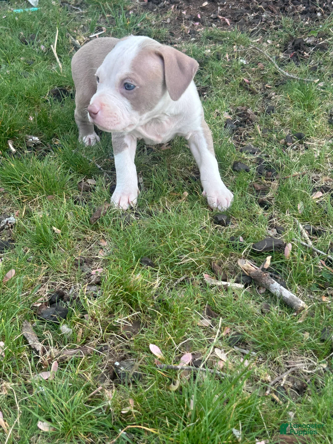 American Bully dogs for sale: American Bully Puppy 7 - Ad 1
