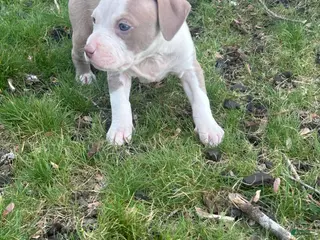 American Bully dogs American Bully Puppy 7 - Ad 31