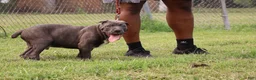 Cane Corso dogs for sale: Mr. Miyagi  - Ad 8