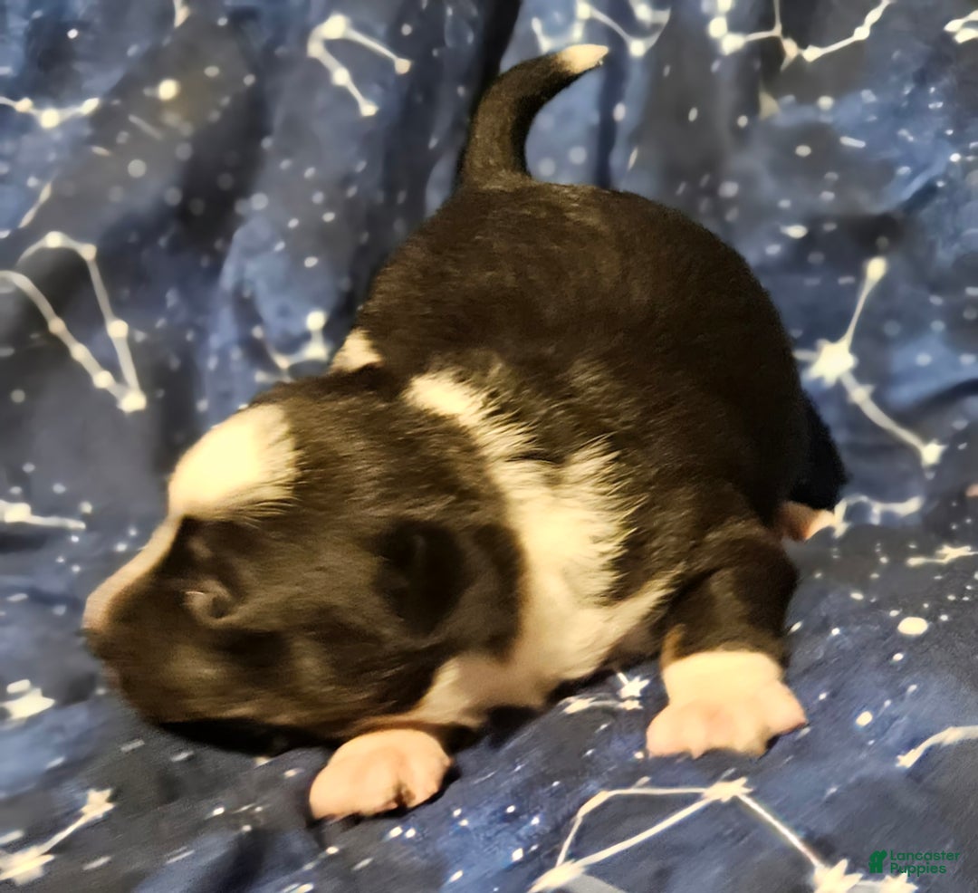 Border Collie dogs for sale: Joy (Call-Text) - Ad 8