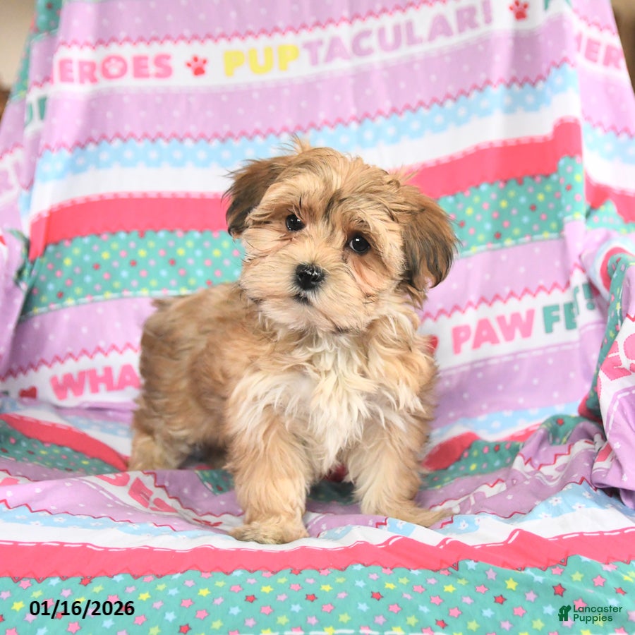 Morkie dogs Barbie - Ad 2