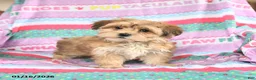 Morkie dogs for sale: Barbie - Ad 2
