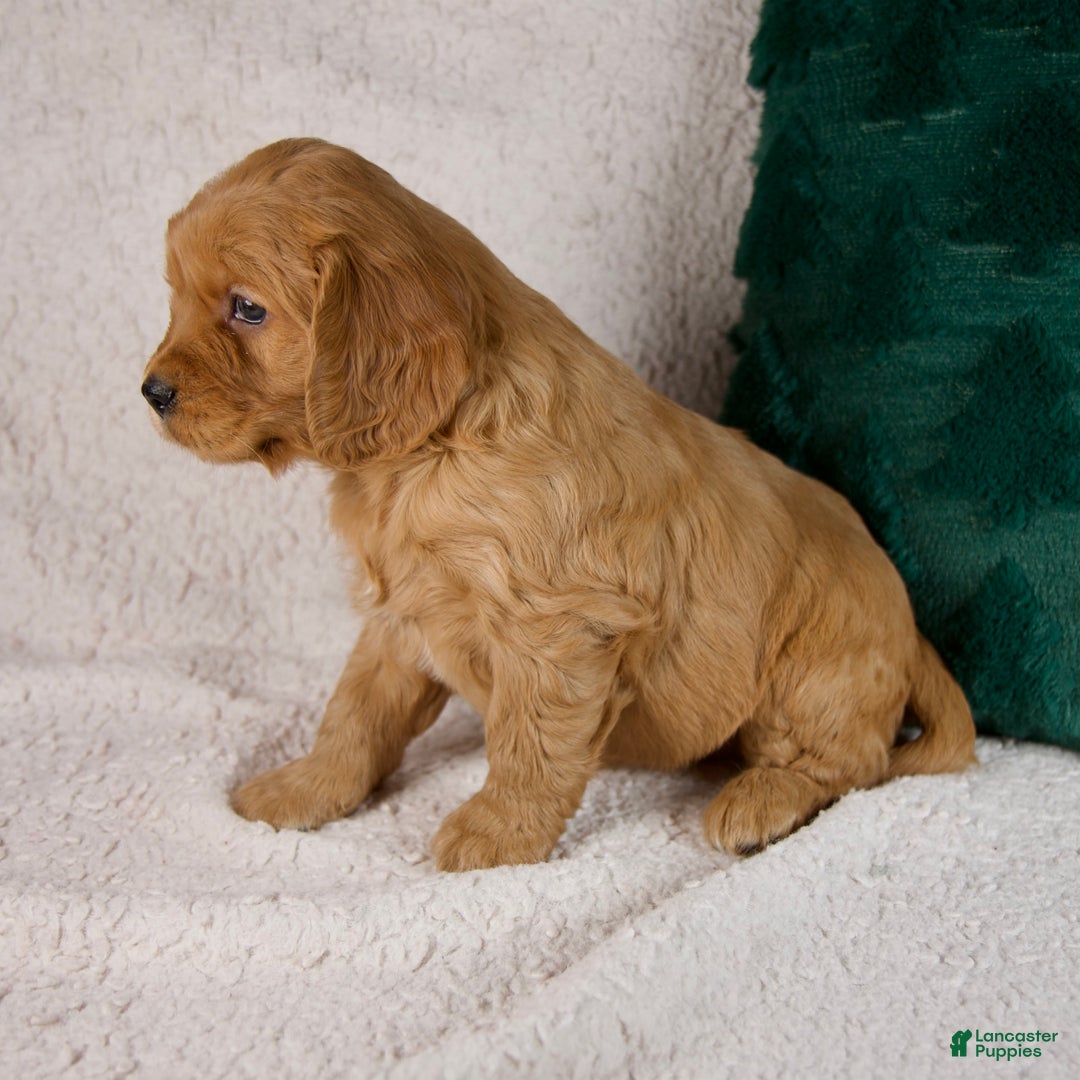 Mixed Breed dogs for sale: Max - Ad 8