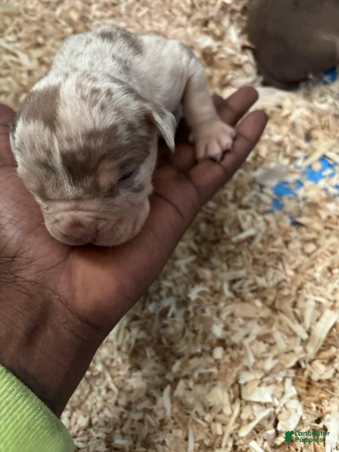 American Bully dogs for sale: Simba - Ad 2