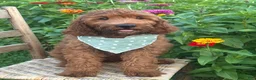 Irish Doodle dogs for sale: Franklin - Ad 10