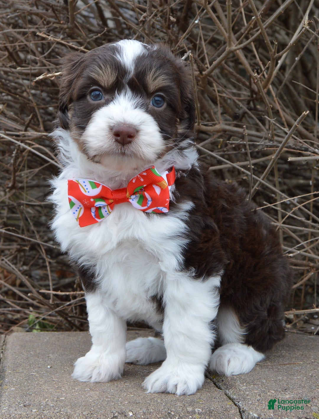 Mini Aussiedoodle dogs for sale: Toy Autumn - Ad 16