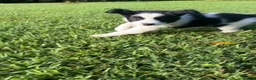 Mixed Breed dogs for sale: Huey - Ad 3