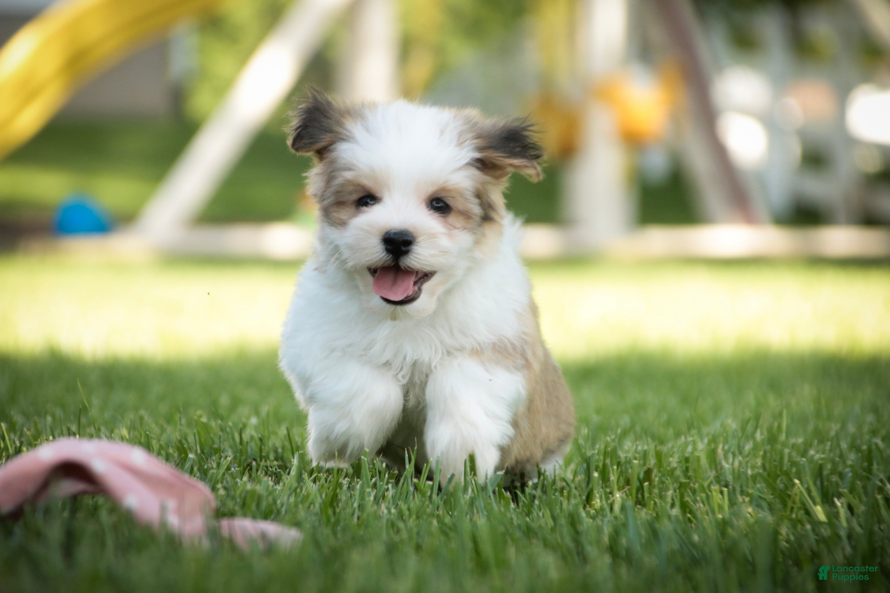 Havanese dogs Erma Havanese Puppy  - Ad 1