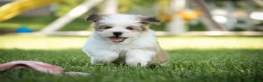 Erma Havanese Puppy 