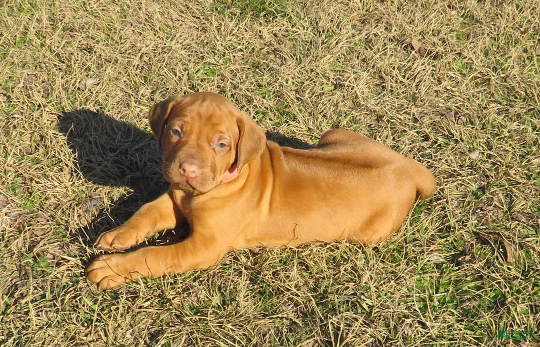 Rhodesian Ridgeback dogs for sale: Rhodesian Ridgeback Puppy 5 - Ad 2