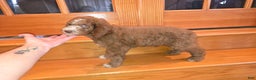Standard Poodle dogs for sale: Hunter - Ad 4