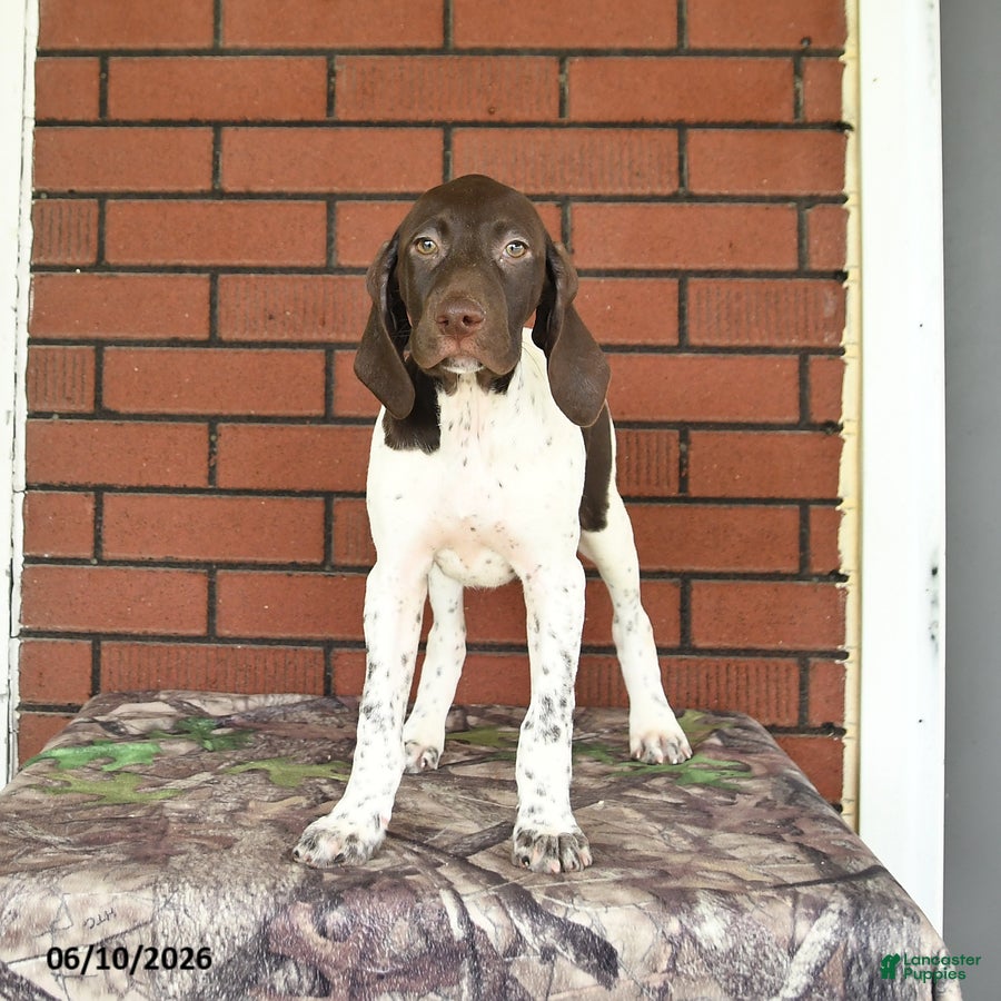 German Shorthaired Pointer dogs Ginger - Ad 2