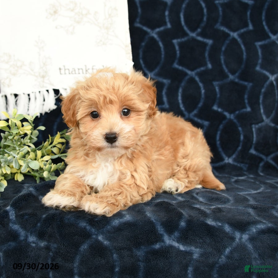 Maltipoo dogs Luke - Ad 1