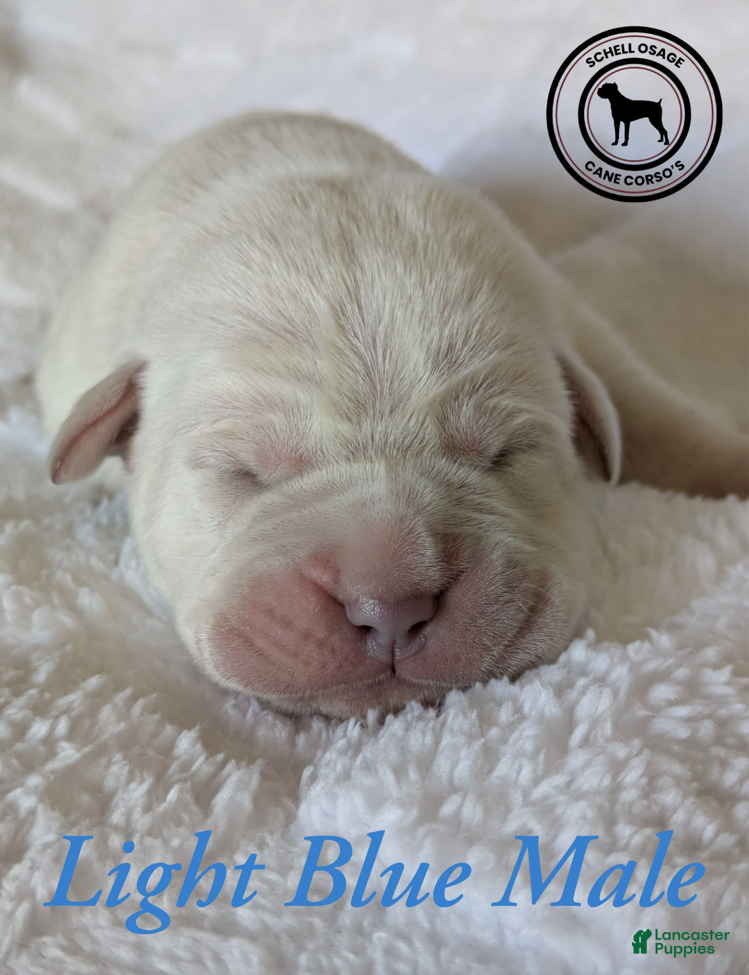 Cane Corso dogs for sale: Light Bue  - Ad 4