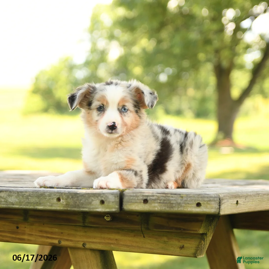 Miniature Australian Shepherd dogs for sale: Ranger - Ad 3