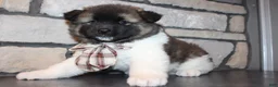 Akita dogs for sale: AKC Teddy - Ad 4