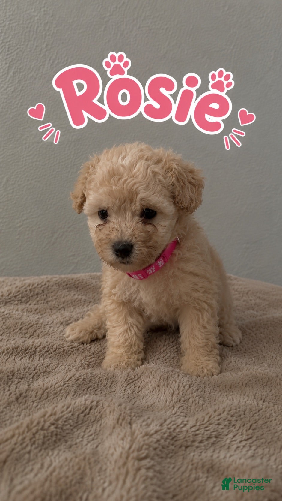 Miniature Poodle dogs Miniature Poodle 5 - Ad 1