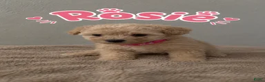 Miniature Poodle 5