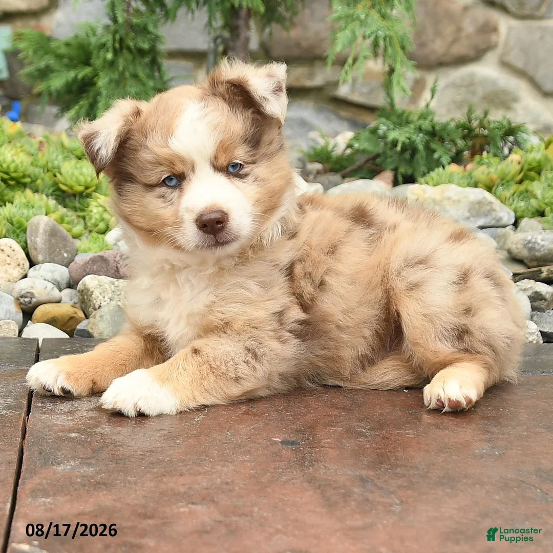 Mini Aussiedoodle dogs for sale: Jessie - Ad 3