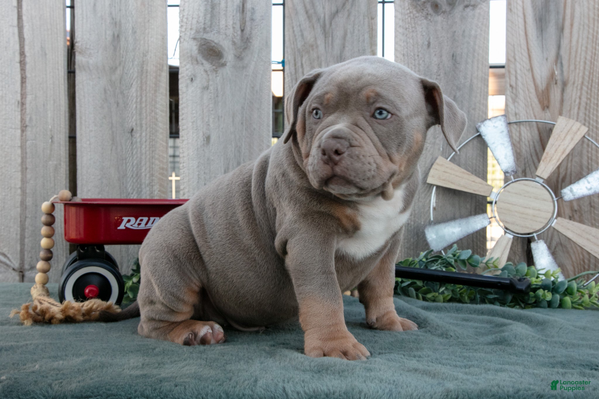 American Bully dogs Felix - Ad 2