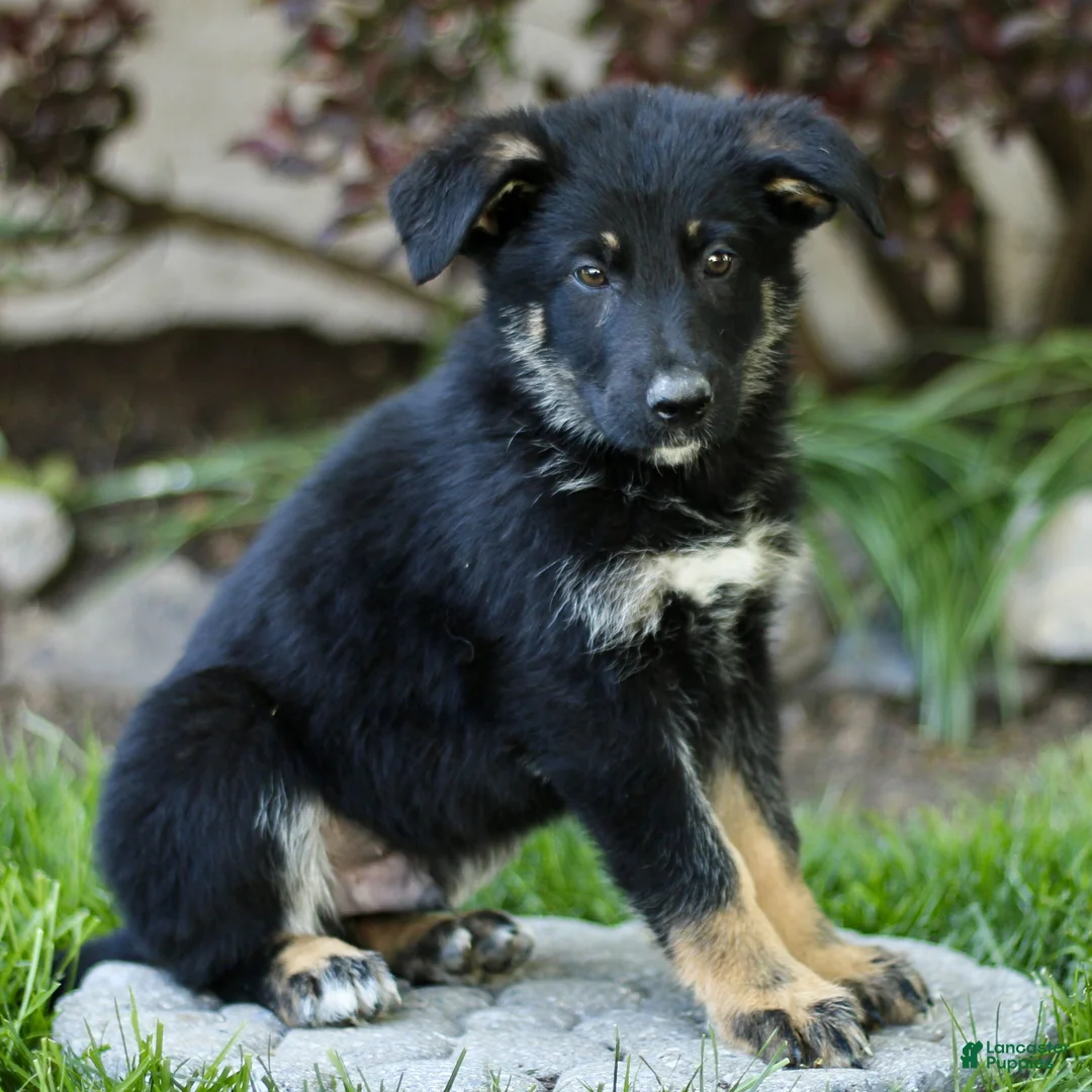 Mixed Breed dogs for sale: Oscar  - Ad 2