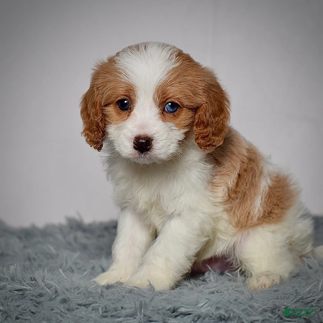 Cavapoo dogs for sale: Mr. Baxter - Ad 6