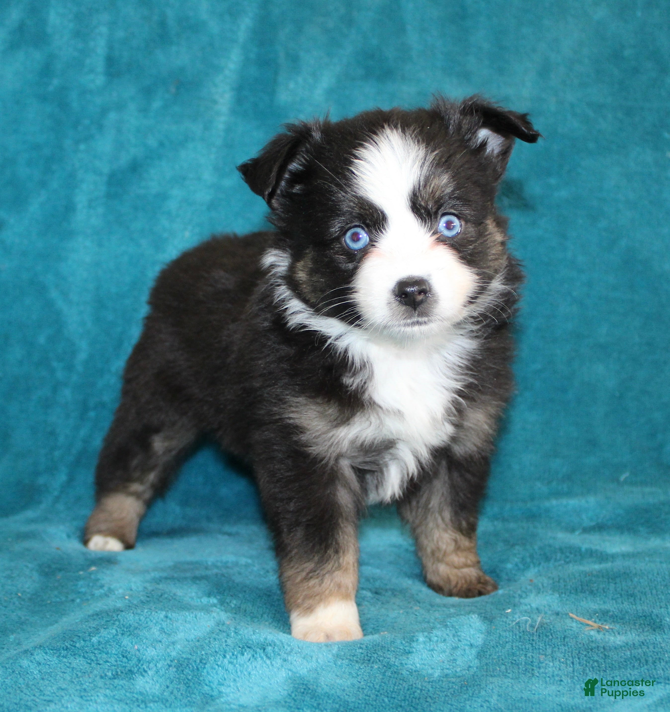 Miniature Australian Shepherd dogs Jodi - Ad 2