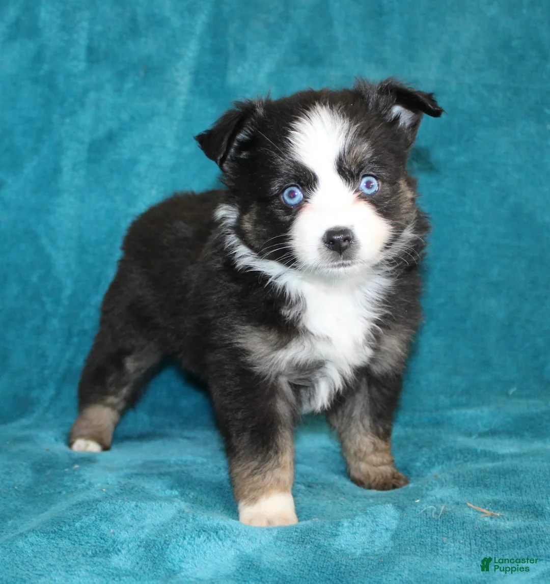 Miniature Australian Shepherd dogs for sale: Jodi - Ad 2