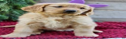 Golden Retriever dogs for sale: Allie - Ad 7