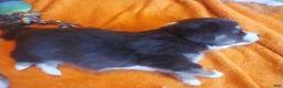 Mixed Breed dogs for sale: Pete Jr  - Ad 3