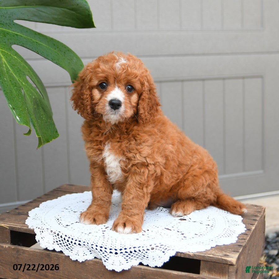 Cavapoo dogs Smores - Ad 1