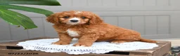 Cavapoo dogs for sale: Smores - Ad 1