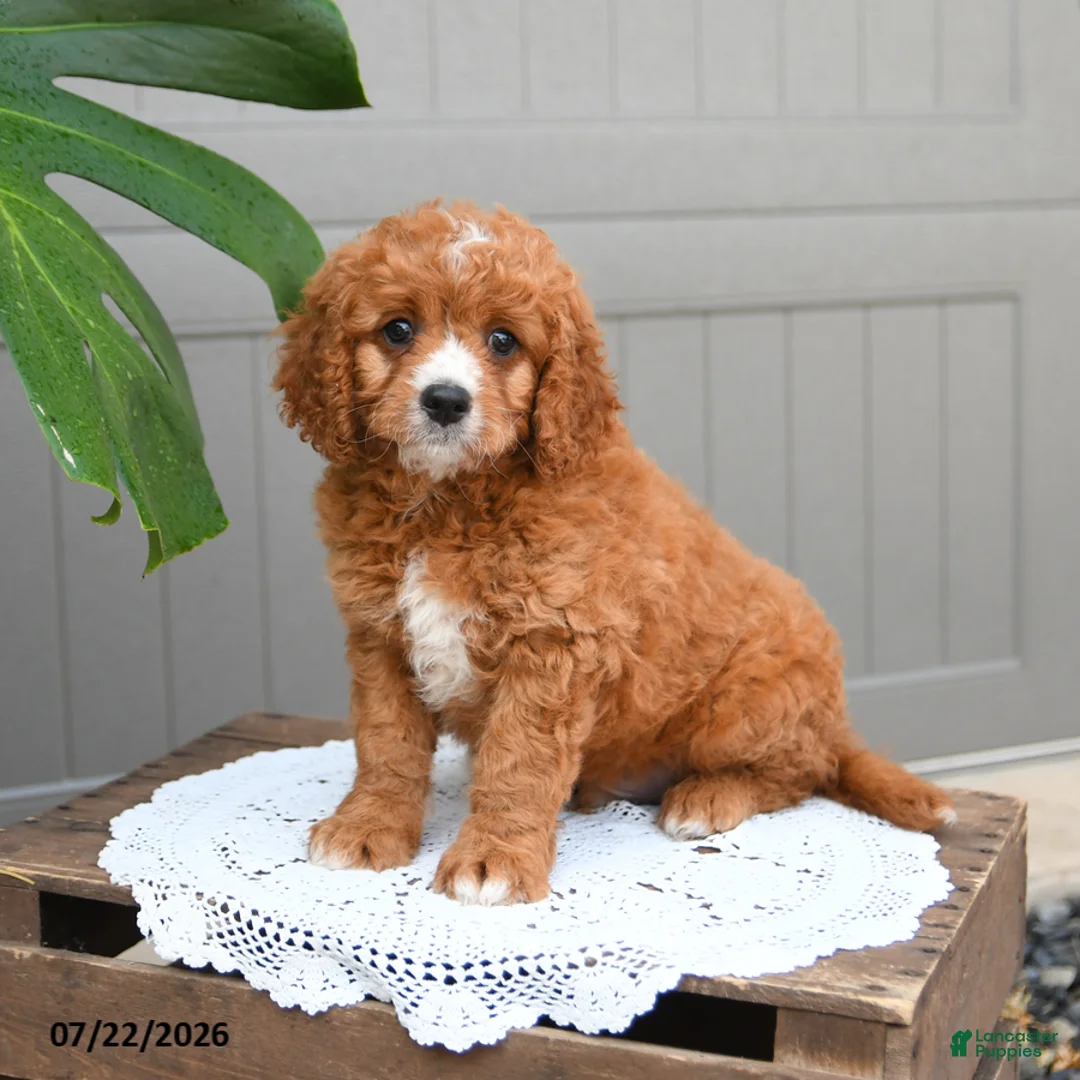 Cavapoo dogs for sale: Smores - Ad 1