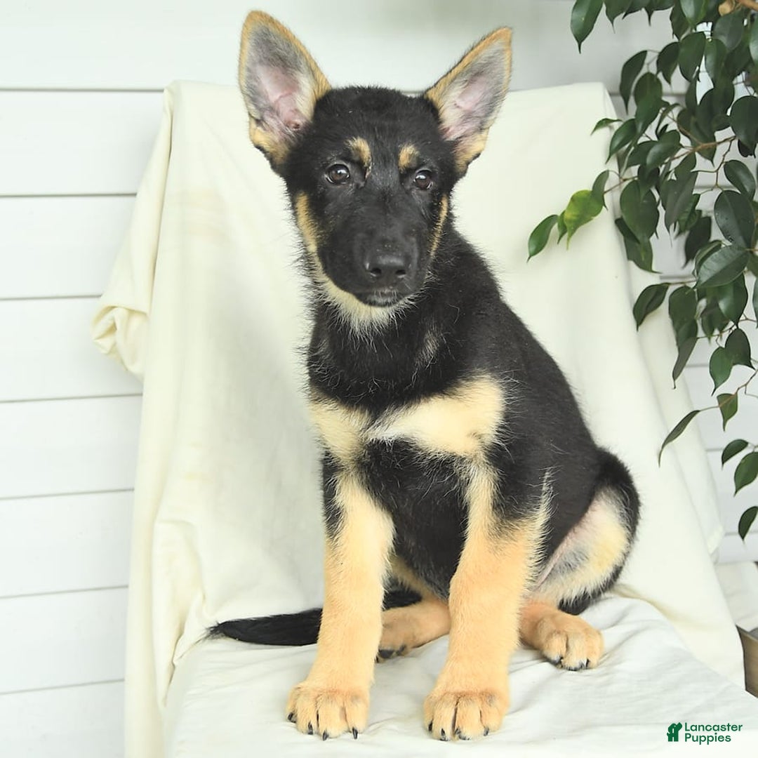 Gerberian Shepsky dogs for sale: Monty - Ad 2
