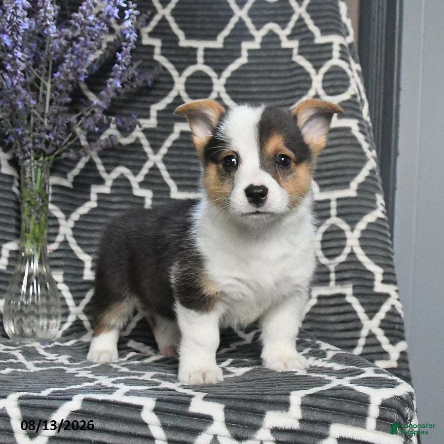 Welsh Corgi Pembroke dogs Cricket - Ad 1