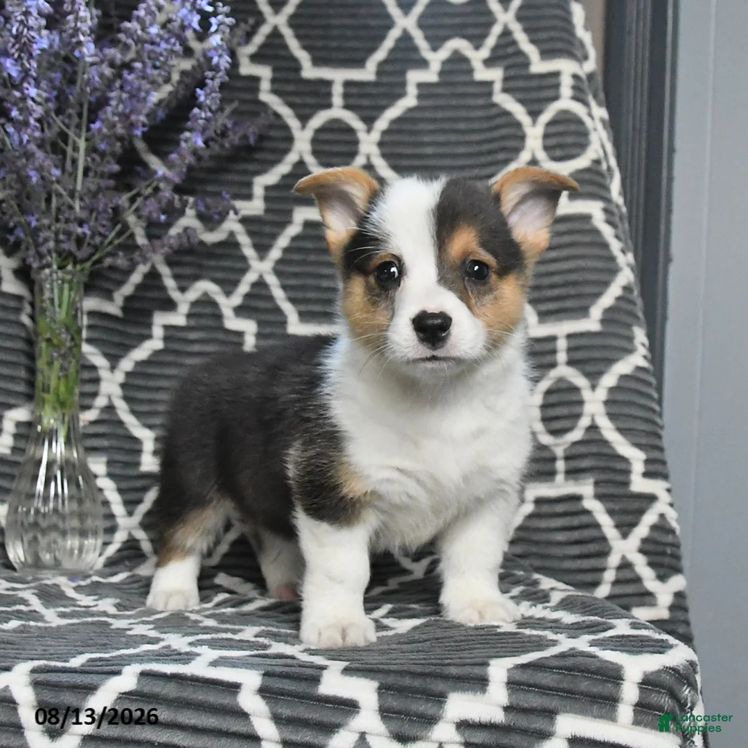 Welsh Corgi Pembroke dogs for sale: Cricket - Ad 1